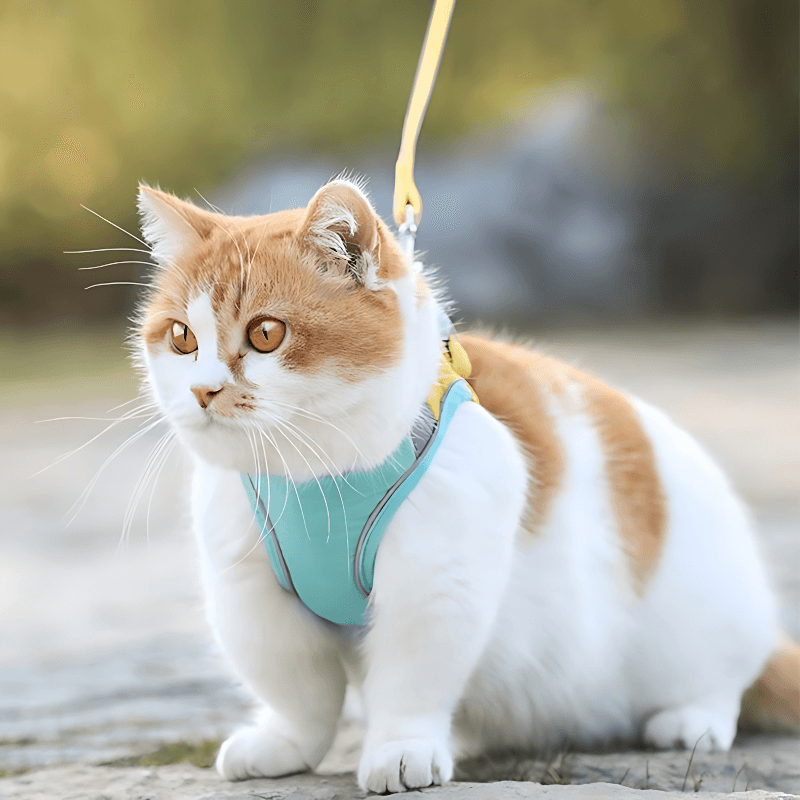 Cat Traction Harness - Pawtunity