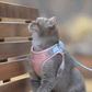 Cat Traction Harness - Pawtunity