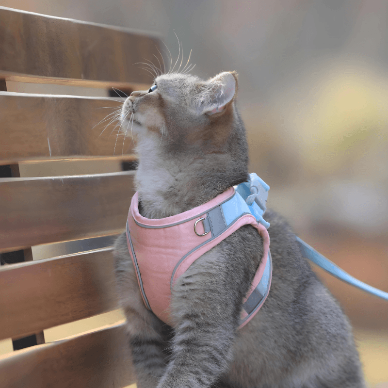 Cat Traction Harness - Pawtunity