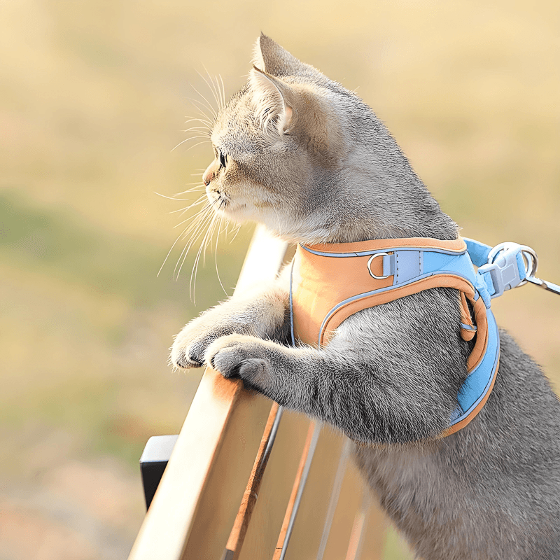 Cat Traction Harness - Pawtunity